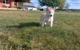 Siberian Husky dogs for sale: Blue Eyes Siberian huskies puppies  - Image 3