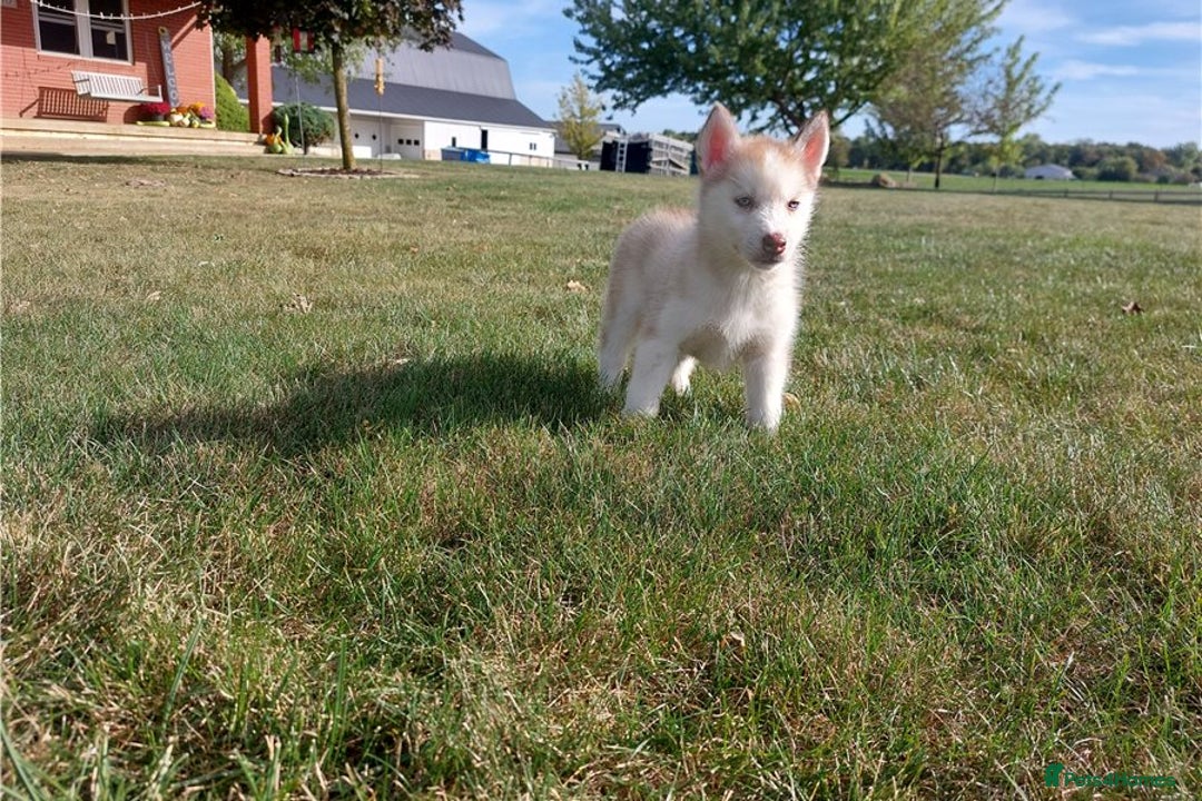 Siberian Husky dogs for sale: Blue Eyes Siberian huskies puppies  - Image 3