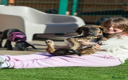 Mixed Breed dogs for adoption: Rosemary - Sweet & Calm - Image 12