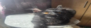 Maine Coon 1