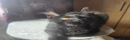 Maine Coon cats for sale: Maine Coon kitten  - Advert 4