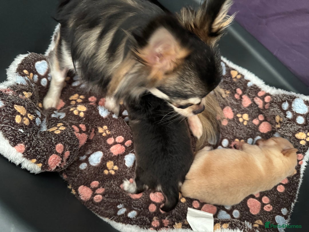 Chihuahua dogs for sale: Long coat girl and boy available  - Image 6