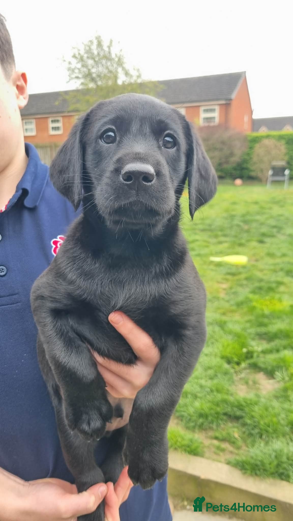 Labrador Retriever dogs Trained Labrador Puppies – Calm, KC Reg UK - Advert 1