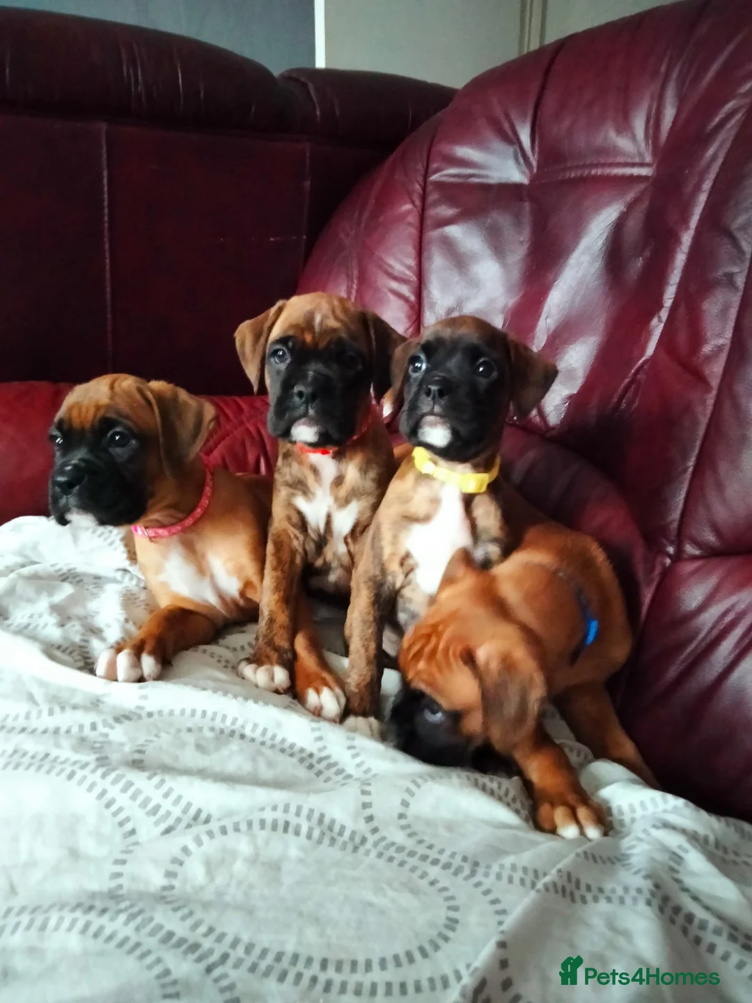 Boxer dogs for sale: Gorgeous Boxer Puppies Available... - Advert 3
