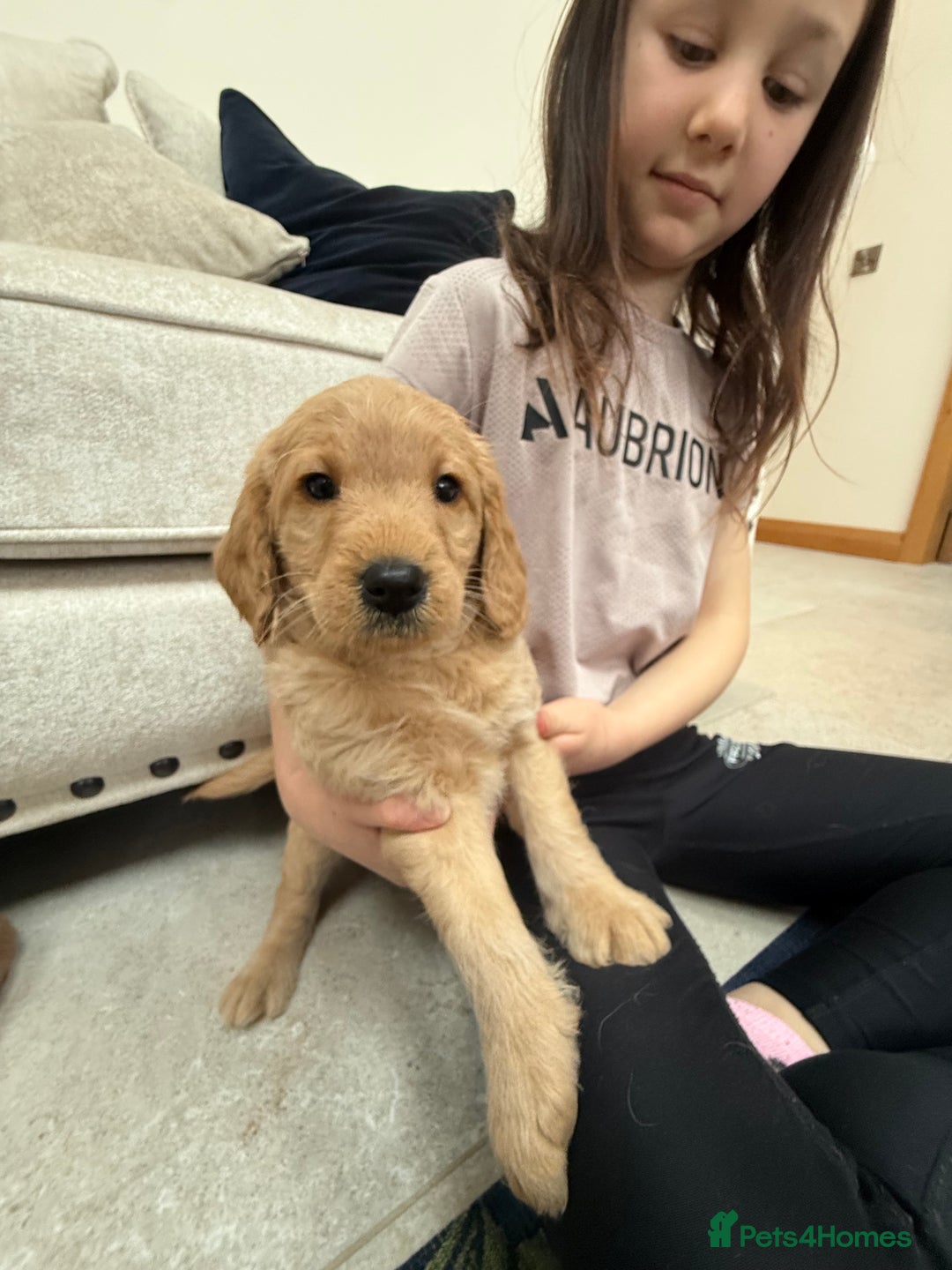 Labradoodle dogs for sale: Beautiful F1 miniature labradoodles  - Advert 3