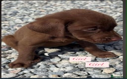 Labrador Retriever dogs for sale: Labrador puppy’s  - Image 3