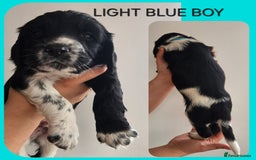 English Springer Spaniel dogs for sale: KC Registered ESS Pups *WELL MARKED* - Image 13