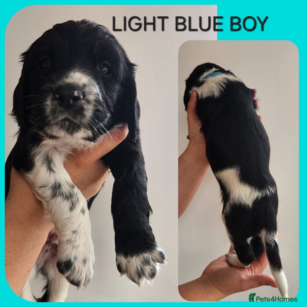 English Springer Spaniel dogs for sale: KC Registered ESS Pups *WELL MARKED* - Image 13