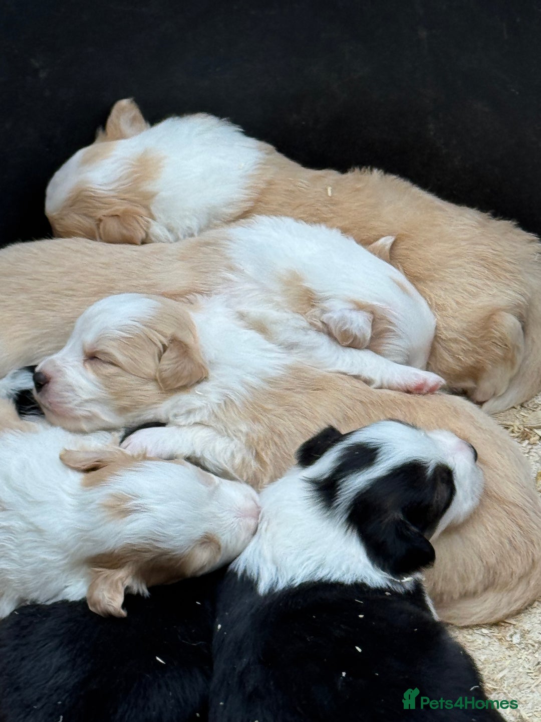 Border Collie dogs for sale: Pure Bred Border Collie Puppies For Sale - Image 3