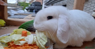 Mini Lop rabbits - Advert 4
