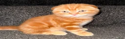 Scottish Fold cats for sale: 🩷Beautiful Scottish Fold/Straight kittens🩷 - Advert 1