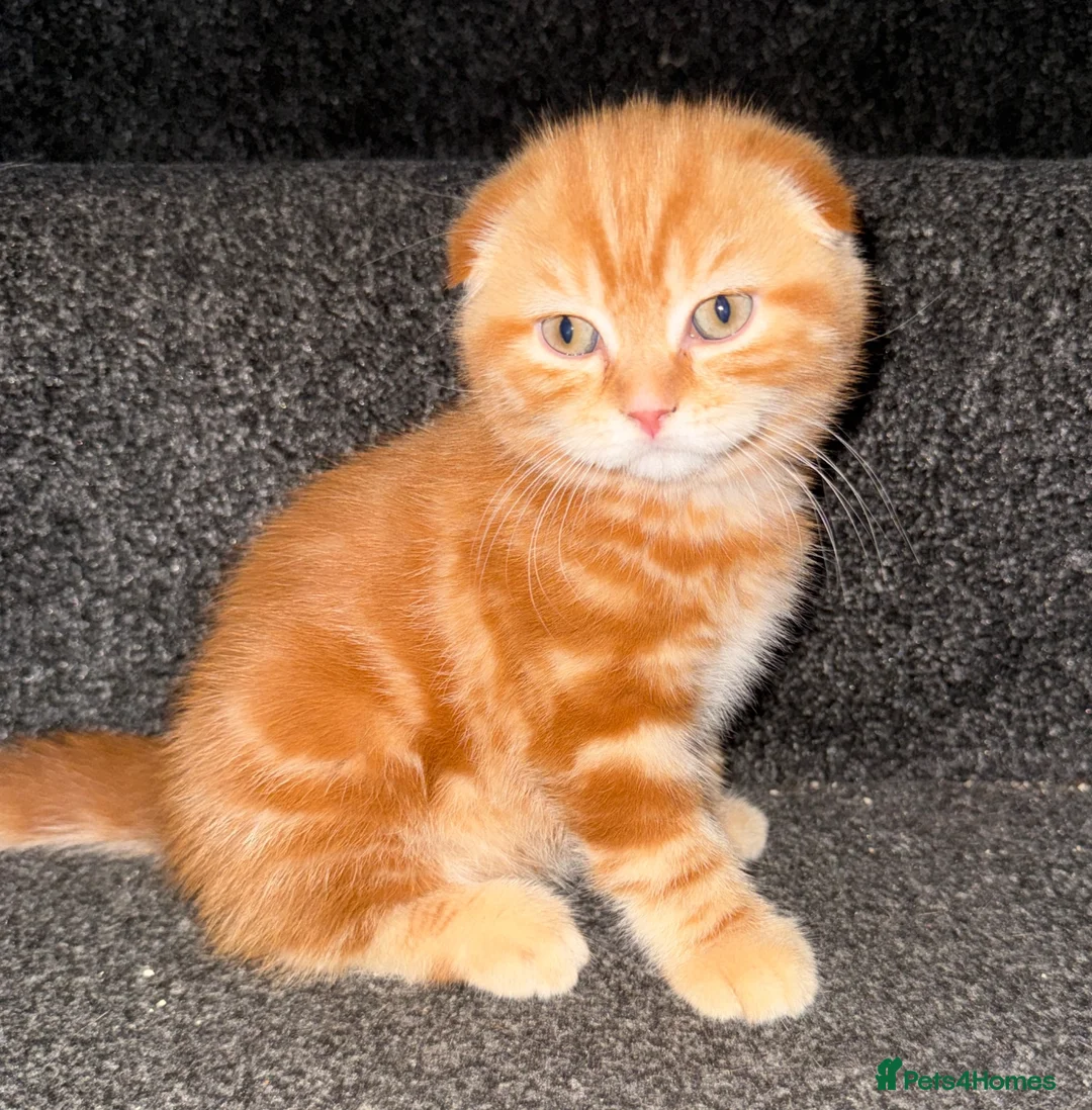 Scottish Fold cats for sale: 🩷Beautiful Scottish Fold/Straight kittens🩷 - Advert 1