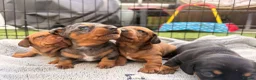 Miniature Dachshund dogs for sale: Minature Dachshund puppies for sale - Advert 5
