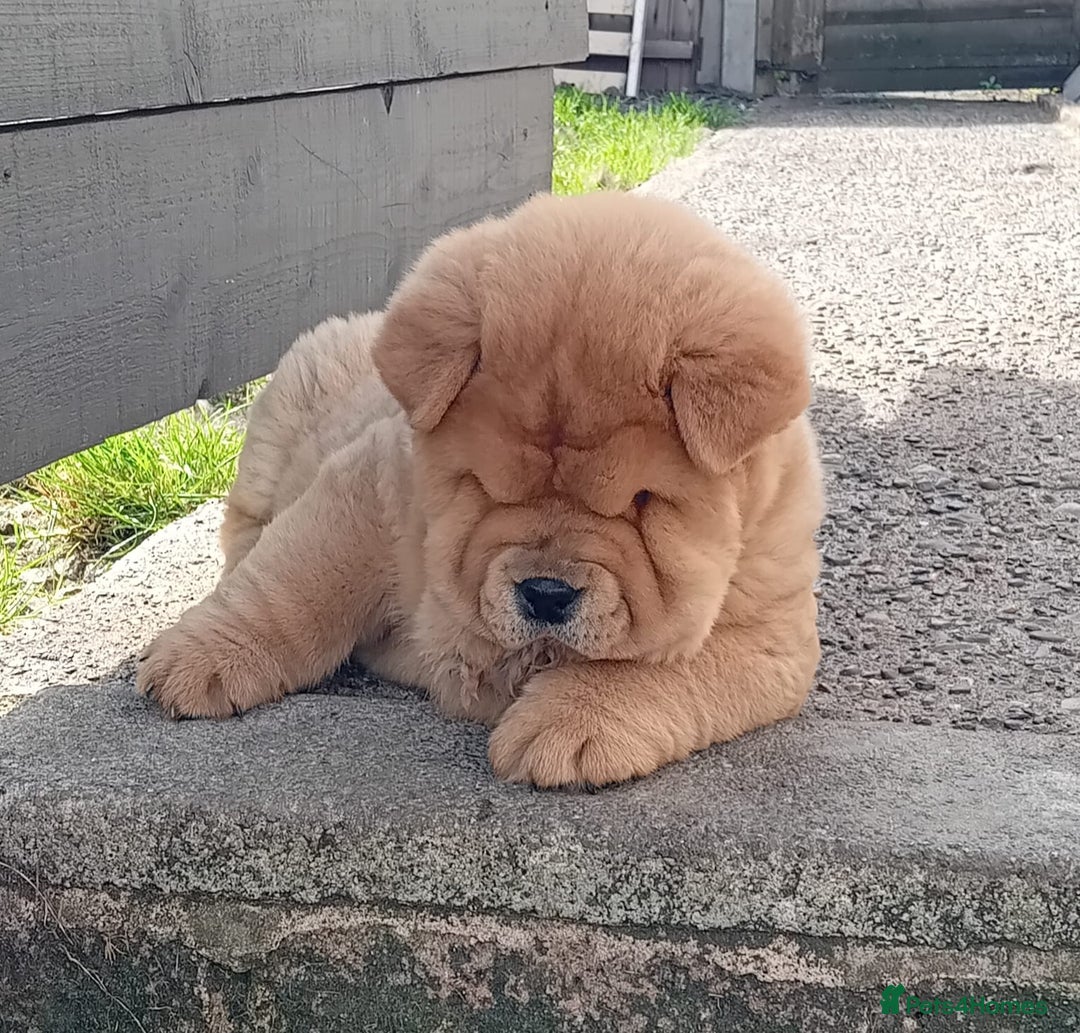 Chow Chow dogs for stud: Kc Red smooth coat for stud  - Image 7