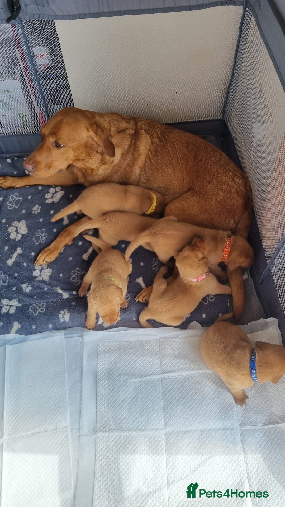 Labrador Retriever dogs for sale: ONLY 1 BOY LEFT Fox Red Labrador Retriever Puppies - Image 3