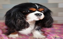 Cavalier King Charles Spaniel dogs for stud: FULLY HEALTH TESTED TRI COLOUR CAVALIER FOR STUD - Image 6