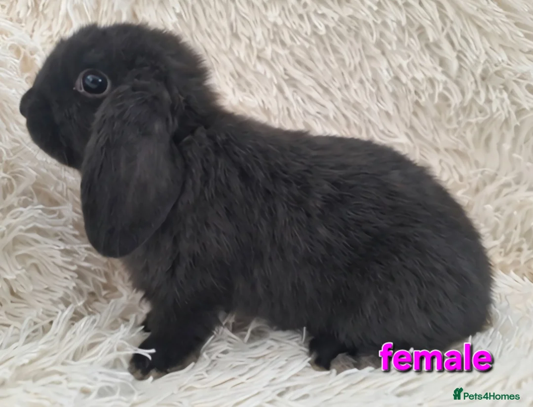 Mini Lop rabbits for sale: **Ready to leave now** Mini Lop babies - Advert 2