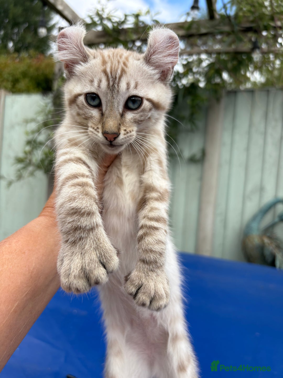 Keetso cats for sale: Super snow leopard girl  - Image 15