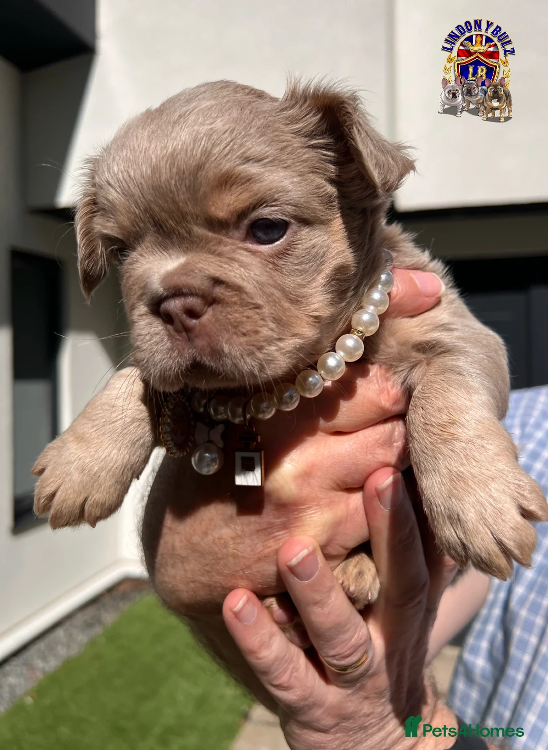 French Bulldog dogs for sale: Beautiful Quality Fluffy French Bulldog Puppies  - Advert 21
