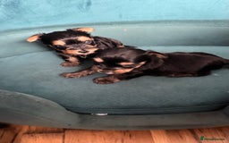 Yorkshire Terrier dogs for sale: Yorkshire terrier puppy  - Image 14