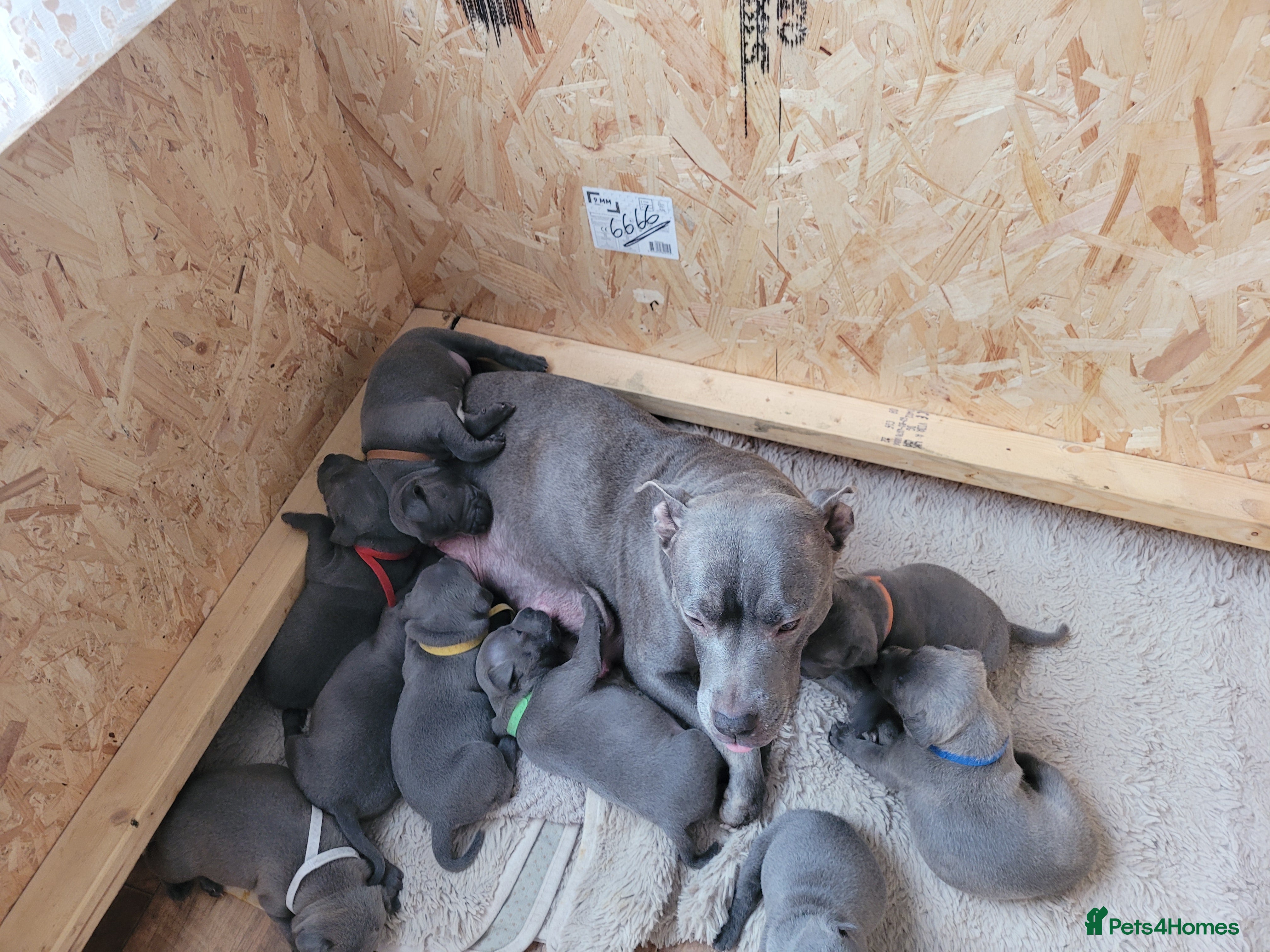 Staffordshire Bull Terrier dogs Gourgeos blue staffy - Advert 3