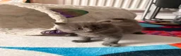 Mixed Breed cats for sale: Adorable 5-Week Old Kittens Ready for Loving Home - Advert 8