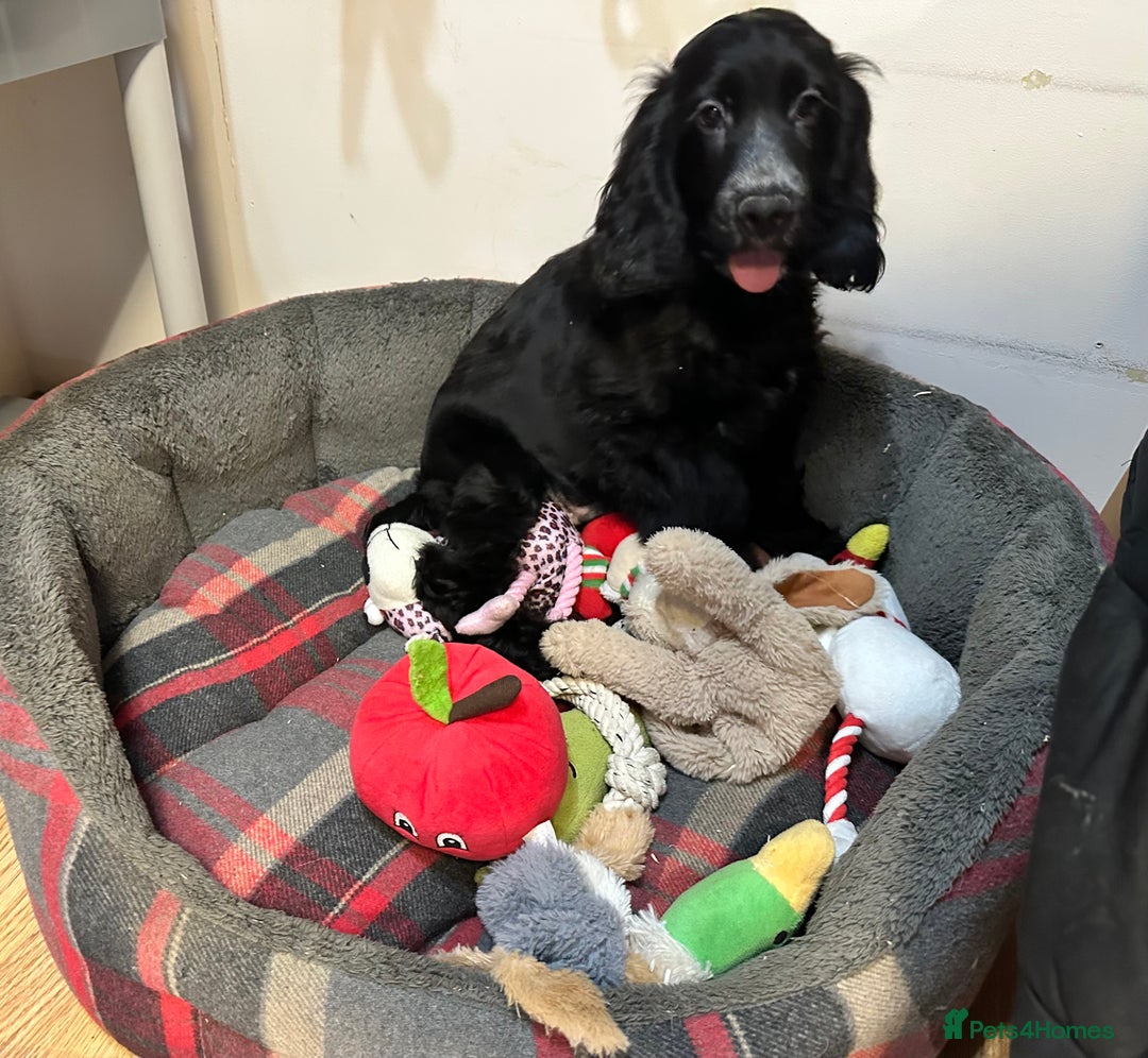 Cocker Spaniel dogs for sale: Handsome 4 month old black boy - Advert 5