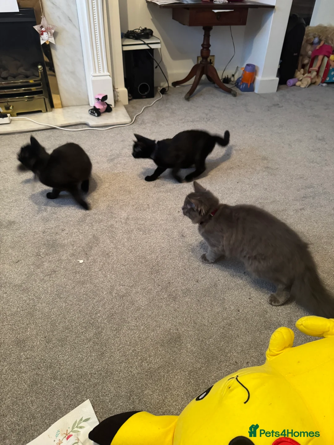 British Longhair cats for sale: 3 kittens girls for sale  - Advert 6