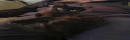 Mixed Breed cats for sale: Three beautiful black kittens  in Llanon - Advert 9