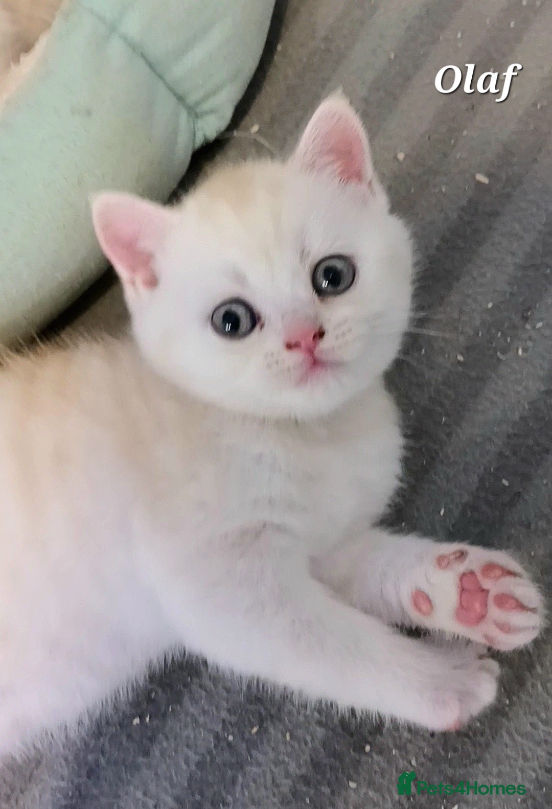 British Shorthair cats for sale: GCCF Snowflake BSH - Advert 15