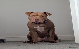 American Bull Staffy dogs for sale: Sweet Bully needs a home - Advert 9