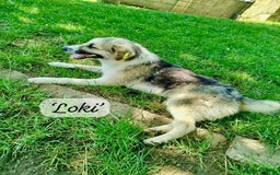 Mixed Breed dogs for adoption: Loki, 1 yr old, male. Reserved stc.  in Brixham - Image 1