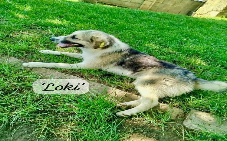 Mixed Breed dogs in Brixham - Advert 2