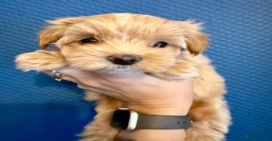 Maltipoo dogs Adorable F1B Maltipoos Ready for new 🏡 - Advert 13