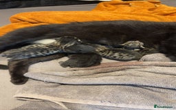 Mixed Breed cats for sale: 4 beautiful kittens  - Image 5