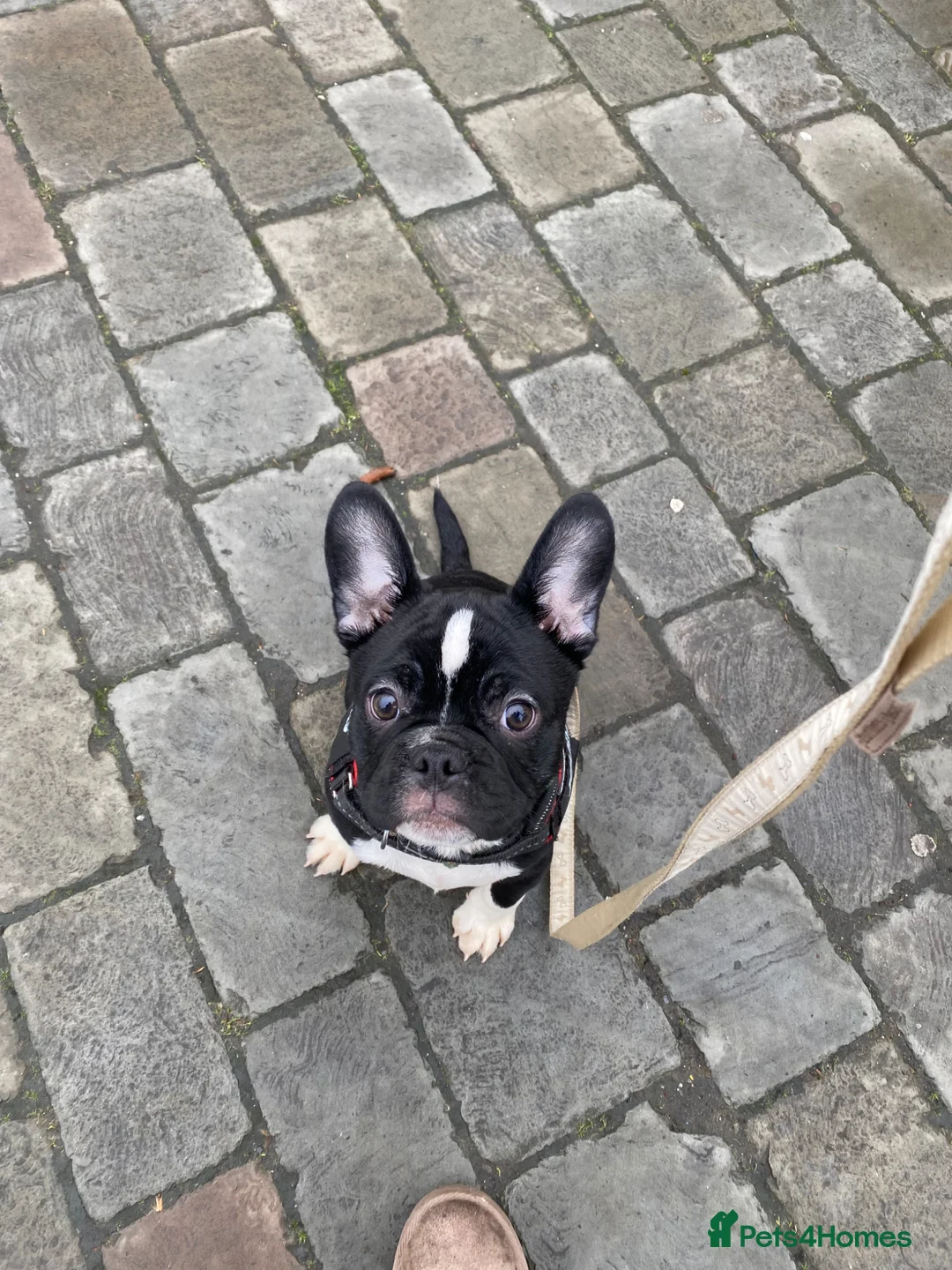 Frug dogs for sale: 2 brother frenchie pugs for sale  - Advert 9