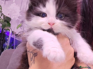 Siberian cats Siberian kittens - Advert 1