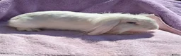 Mini Lion Lop rabbits for sale: Breeding pair of mini lion lops plus babies - Advert 18