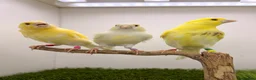 Canaries birds for sale: 2026 yellow dimorphic canaries available  - Advert 6