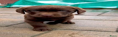Labrador Retriever 4