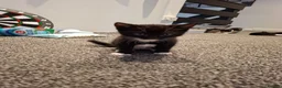 Mixed Breed cats for sale: Kittens for sale - Advert 11