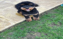 Cavapoo dogs for stud: Cavapoo Male - Image 5
