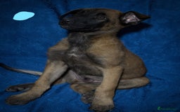Belgian Shepherd Dog dogs for sale: Malinois puppies. Mother FCI/Father working dog - Image 2