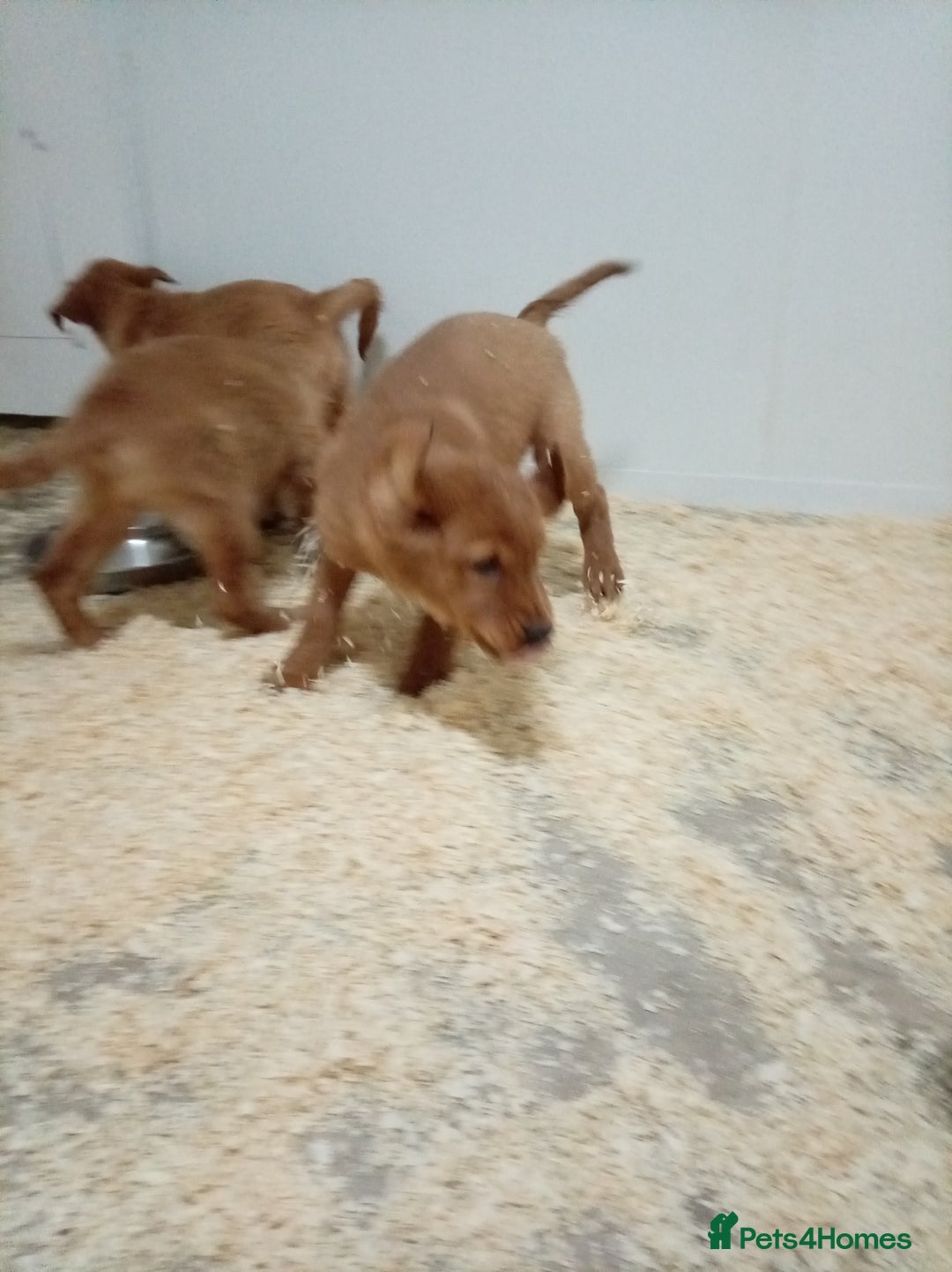 Golden Retriever dogs for sale: Kc registered golden retrievers from working lines - Advert 5