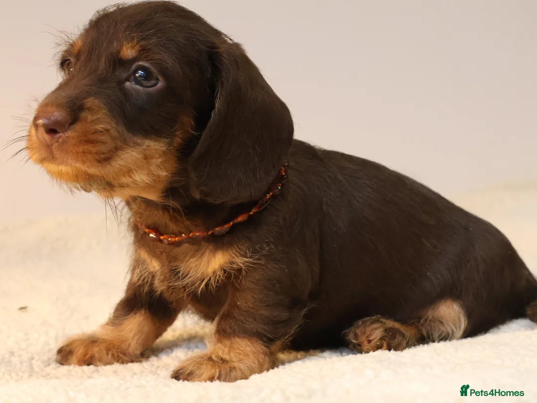 Miniature Dachshund dogs for sale: Choco+Wirehaired+5*Licensed+Kc+Praclear+Vetchecked - Advert 25