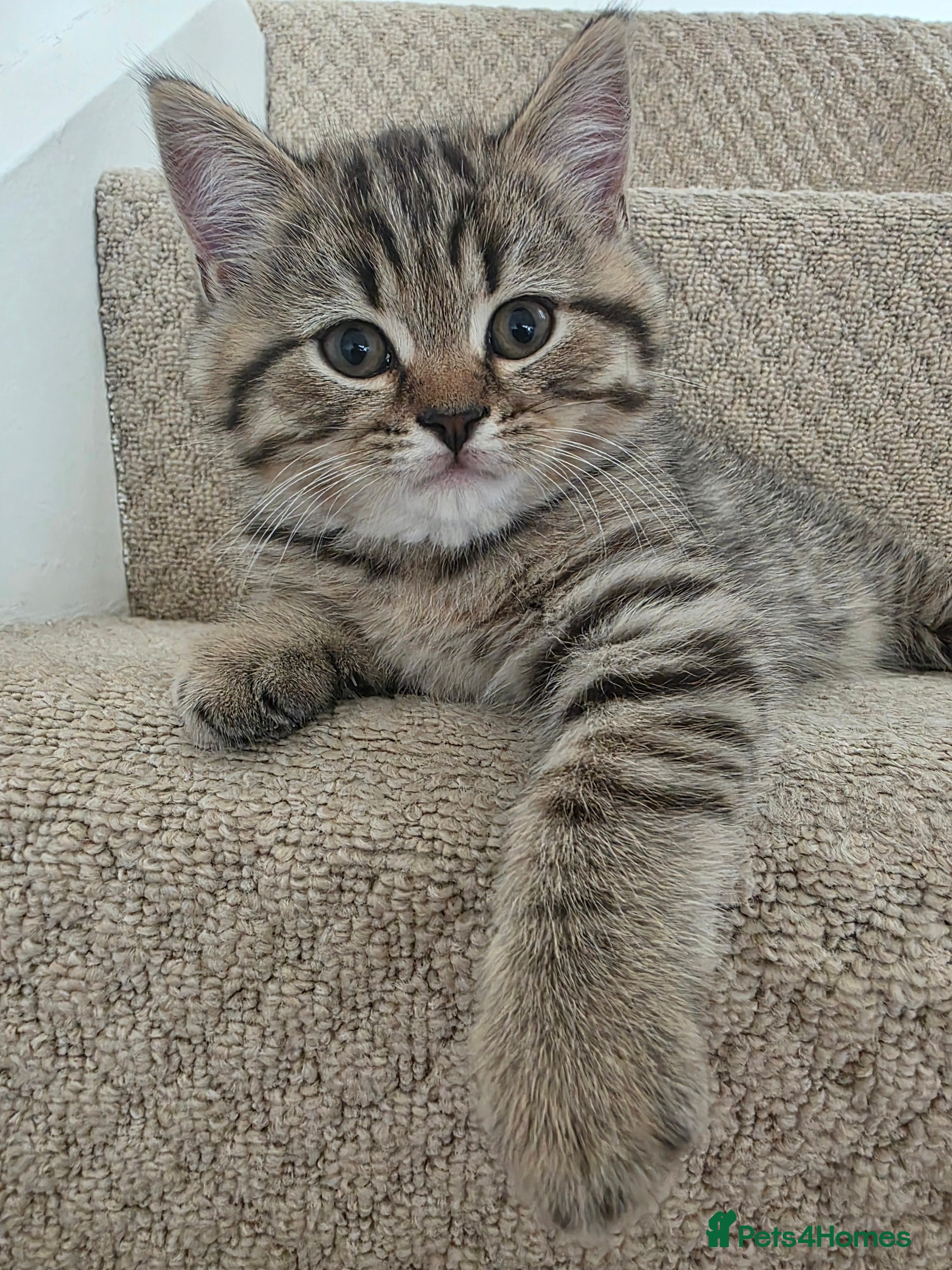 British Shorthair cats British shorthair kittens - Advert 4
