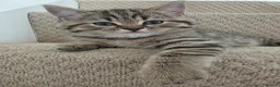 British Shorthair cats for sale: British shorthair kittens - Advert 25