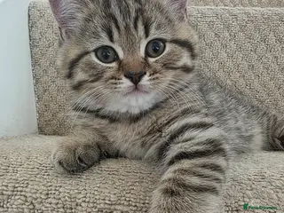 British Shorthair cats British shorthair kittens - Advert 4