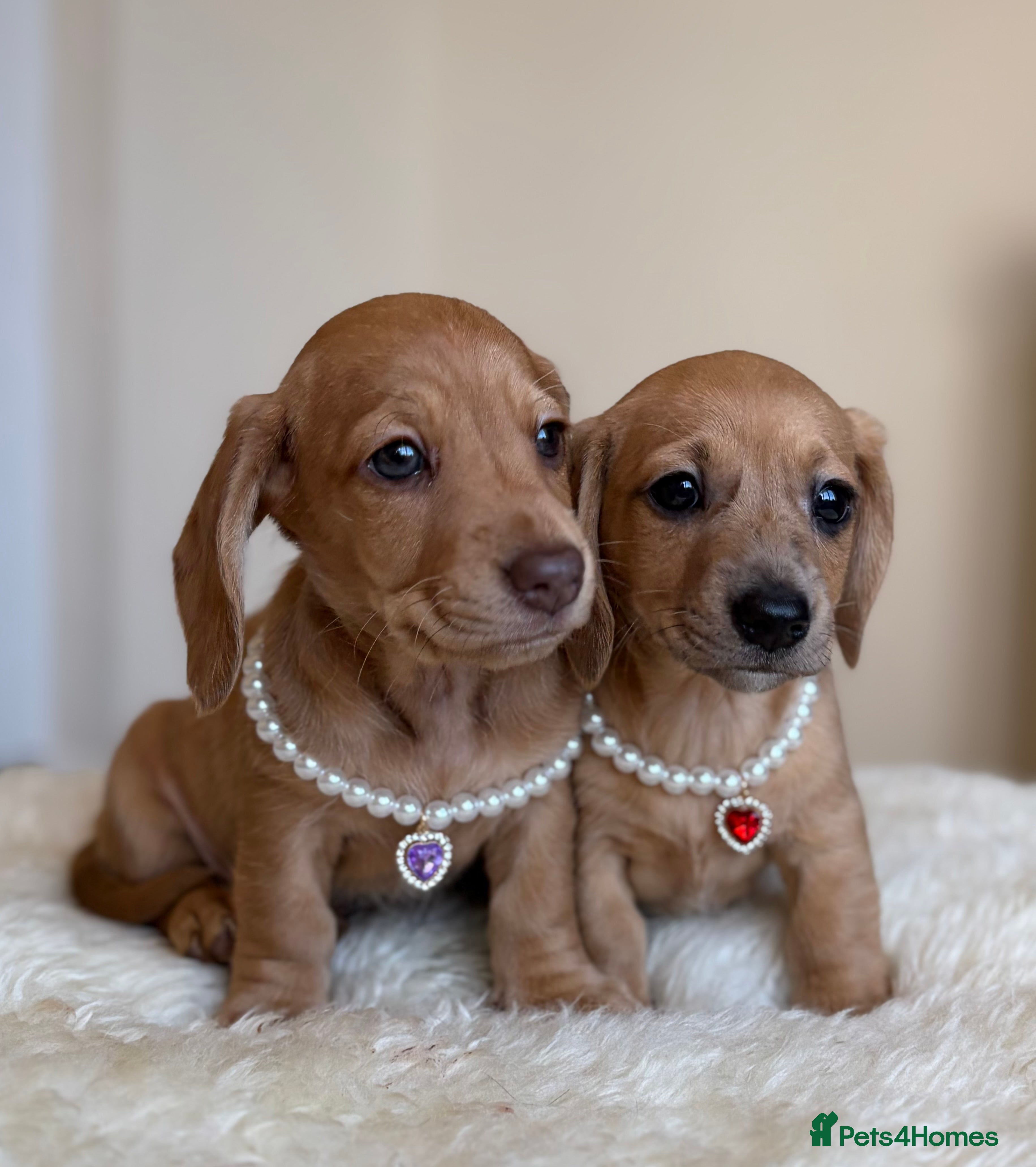 Miniature Dachshund dogs 2 darling girls - cream miniature dachshunds - Advert 3