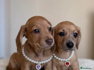 Miniature Dachshund dogs 2 darling girls - cream miniature dachshunds - Advert 3